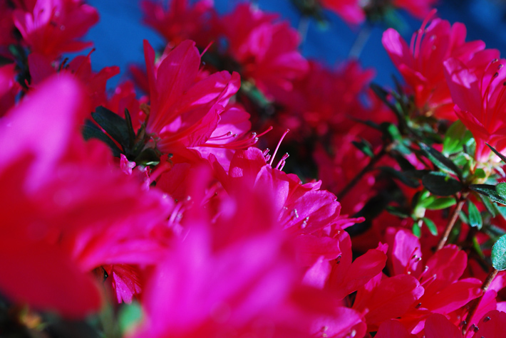 年の最高 蜷川 実花 壁紙 高 画質